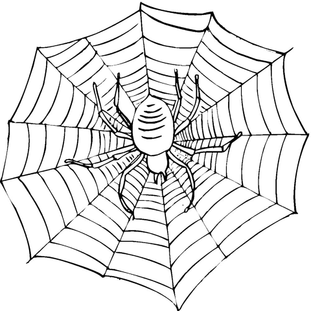 Детская раскраска паук на паутине