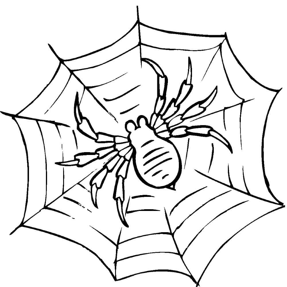 Страшный паук на паутине