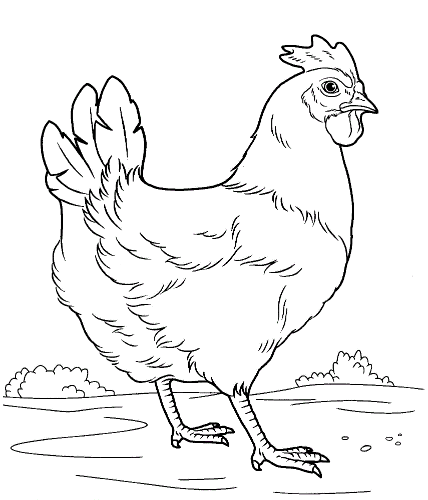 Красивая курица