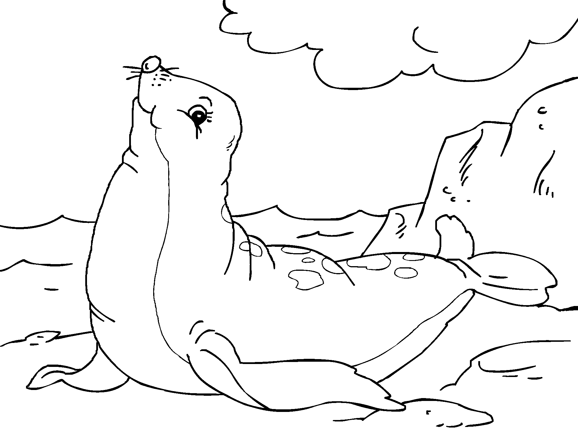 Морской котик раскраска для детей