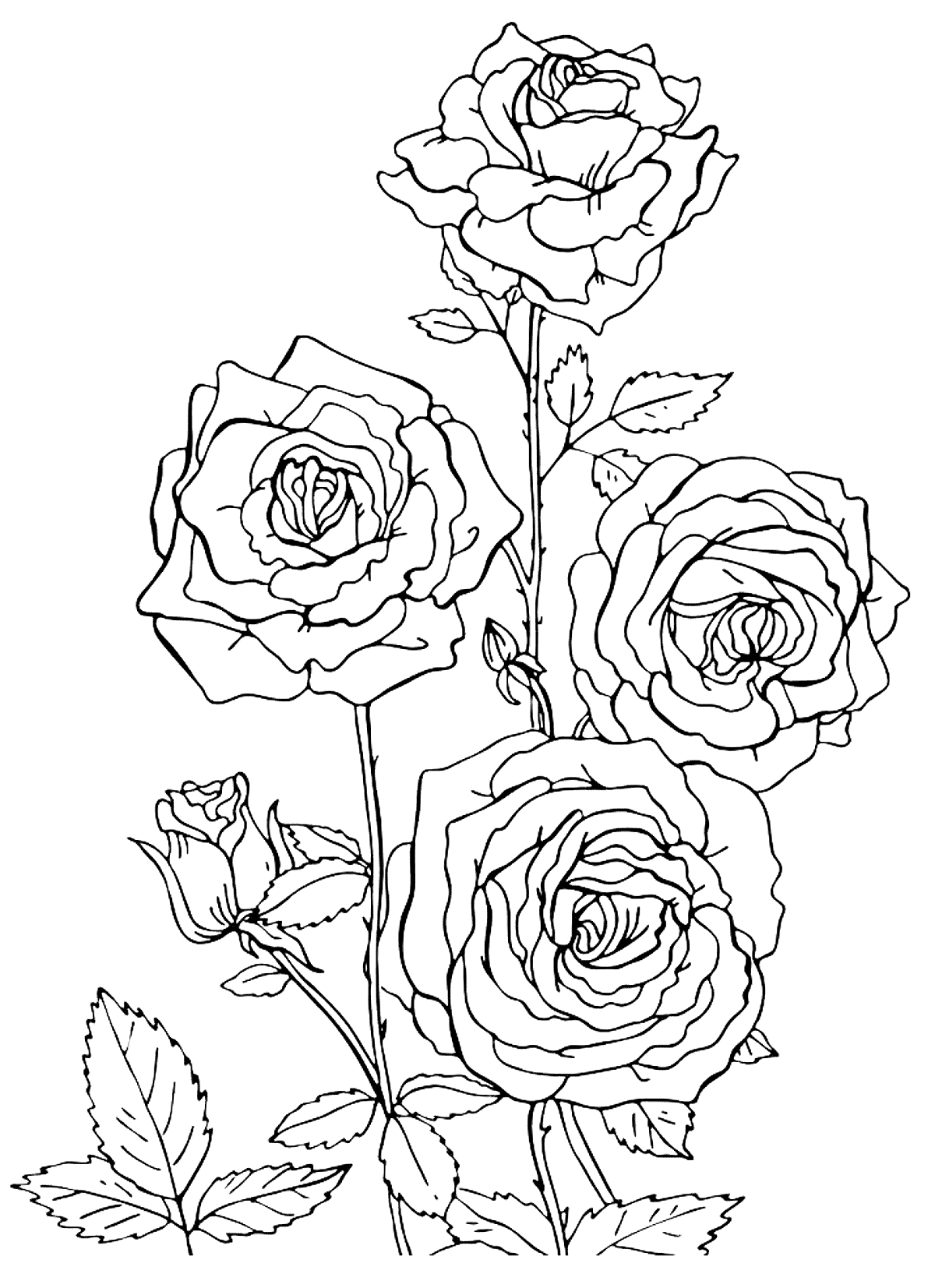 Красивые розы картинка