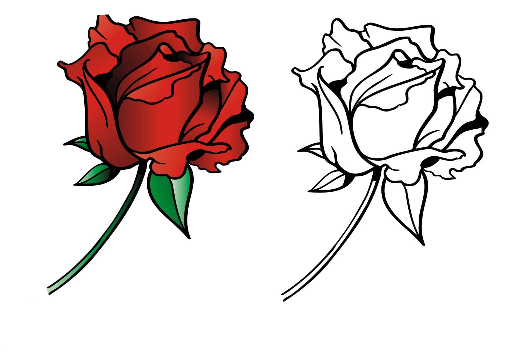 Роза и пример раскраски