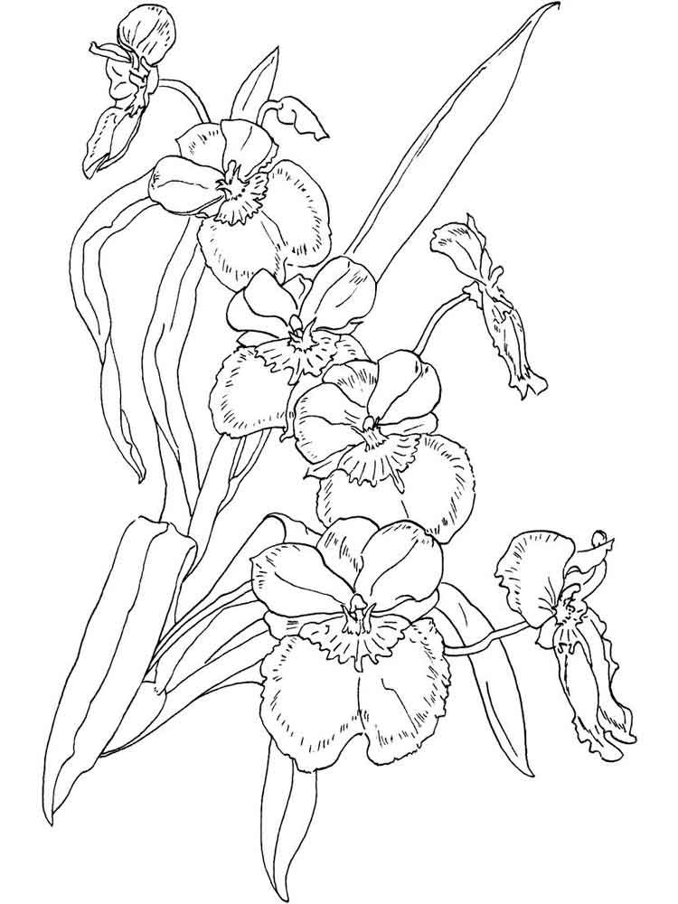 Цветок орхидея раскраска
