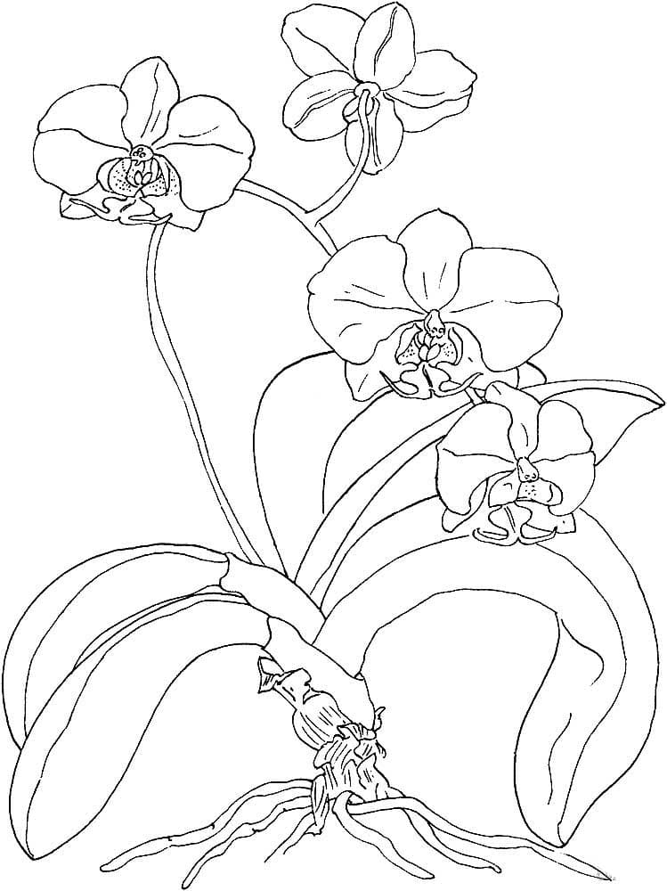 Цветы орхидея