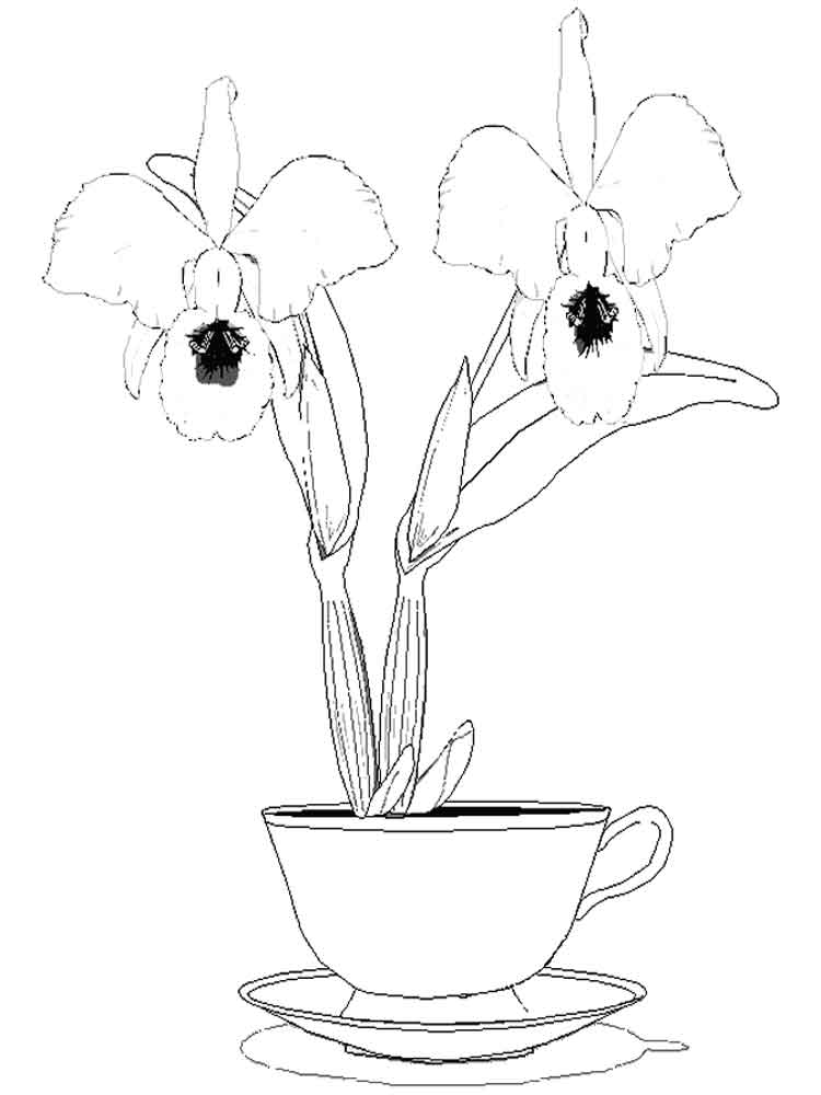 Две орхидеи в чашке