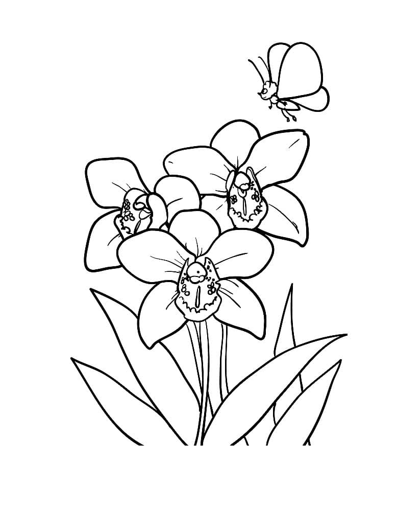 Орхидеи и бабочка