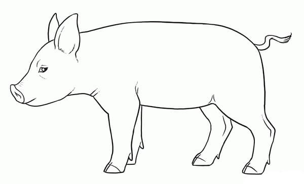 Картинка свинья