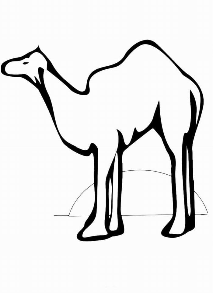 Раскраска для детей верблюд