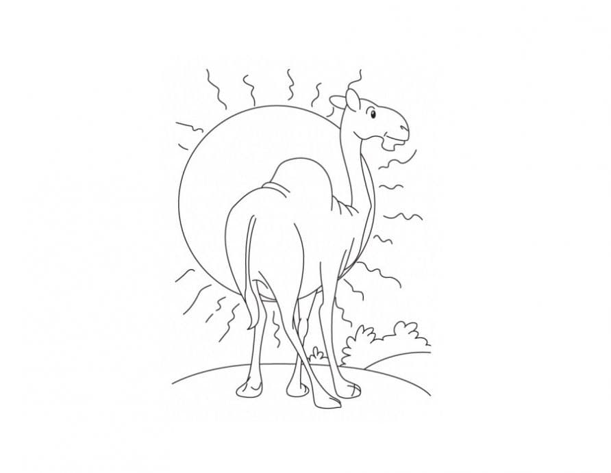Верблюд и большое солнце