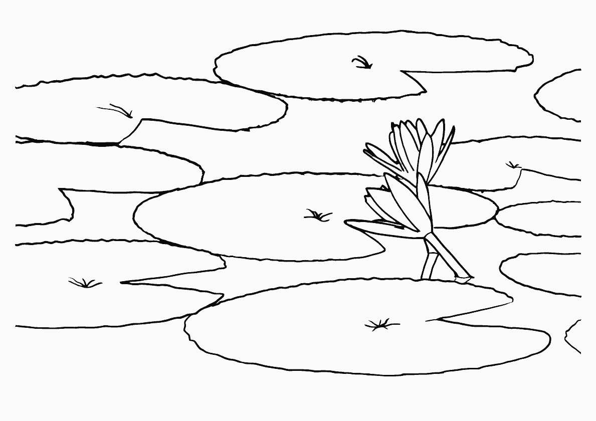 Лилии на пруду