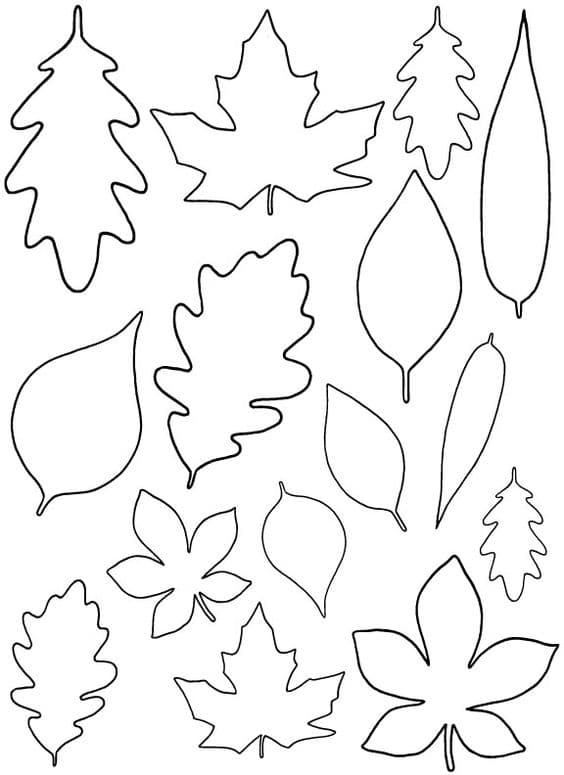Разные формы листьев шаблон