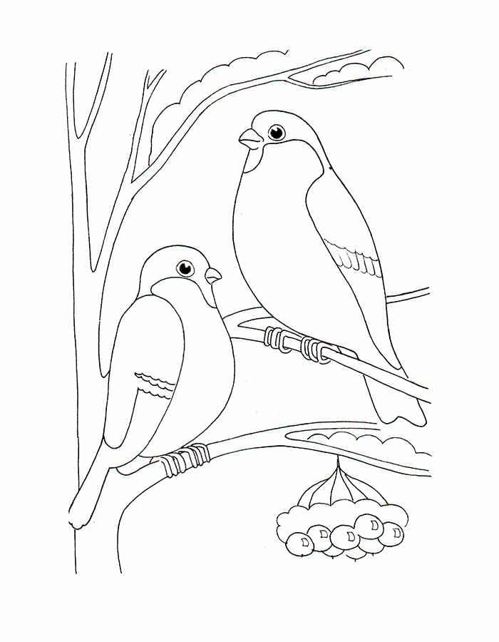Две птицы на ветке раскраска детская