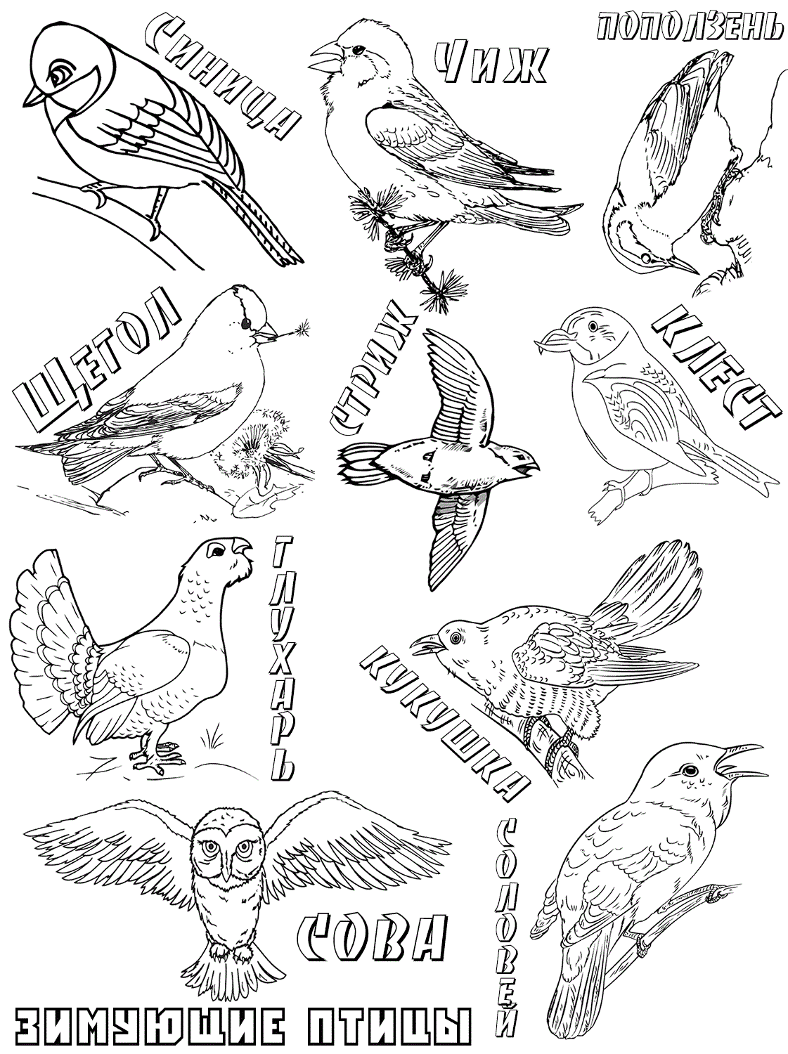 Зимующие птицы раскраска