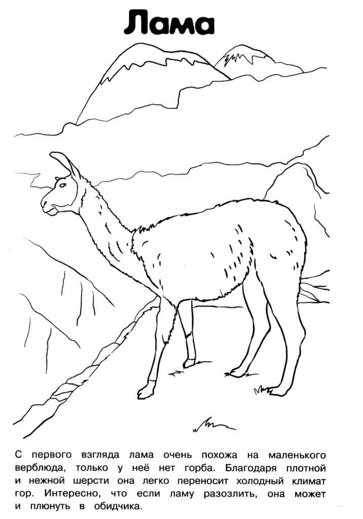 Лама смотрит со скалы