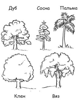 Виды деревьев