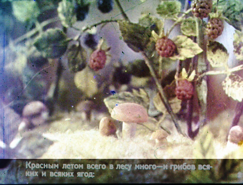 Смотреть диафильм Война грибов с ягодами