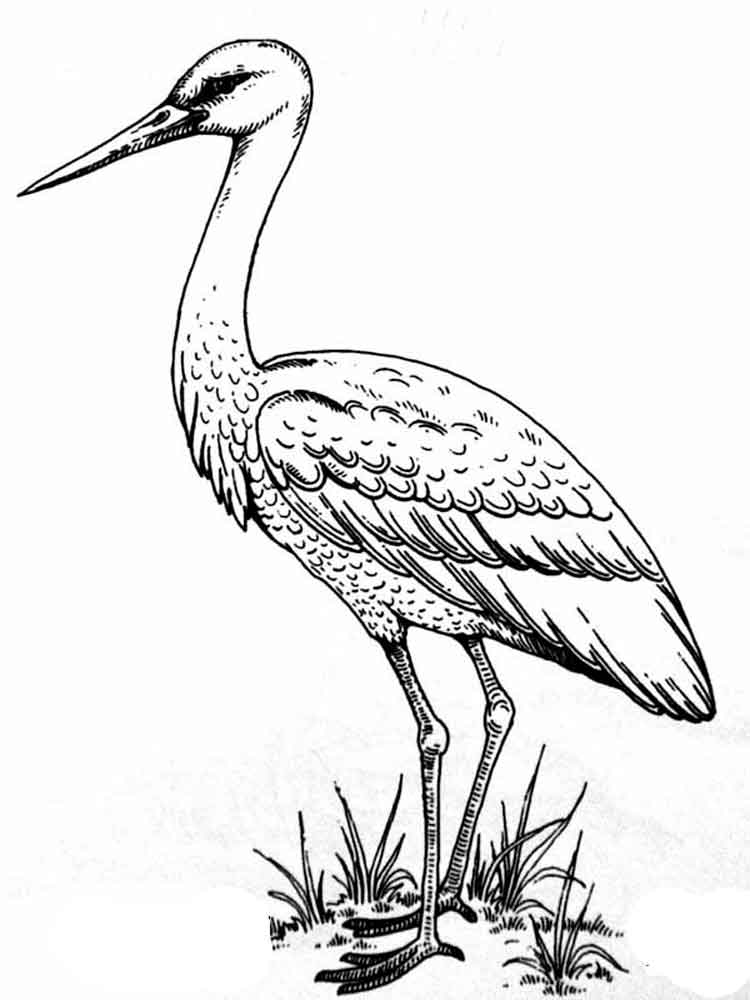 Аист раскраска для детей