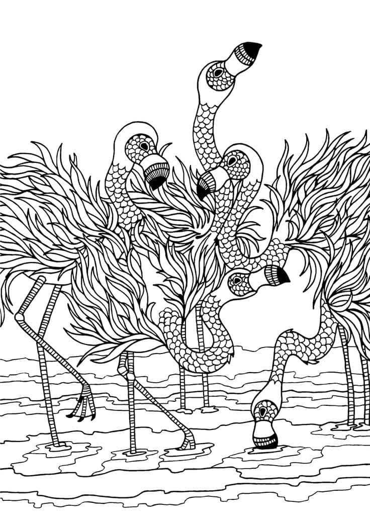 Фламинго пьют воду