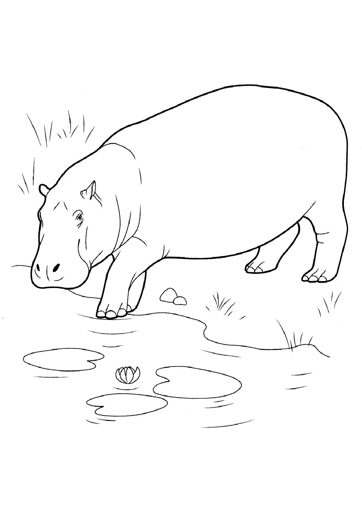 Бегемот на водопое