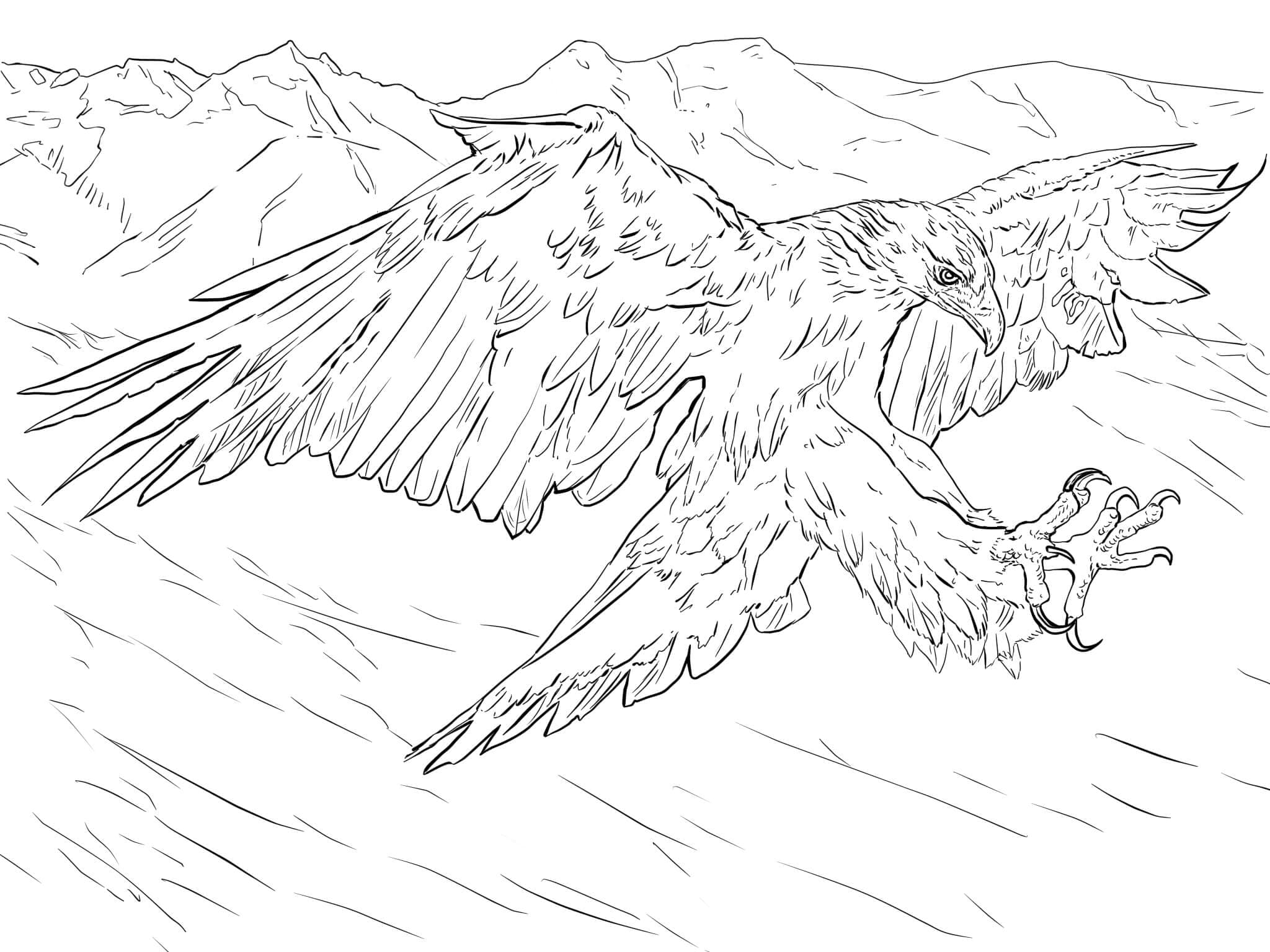 Беркут атакует