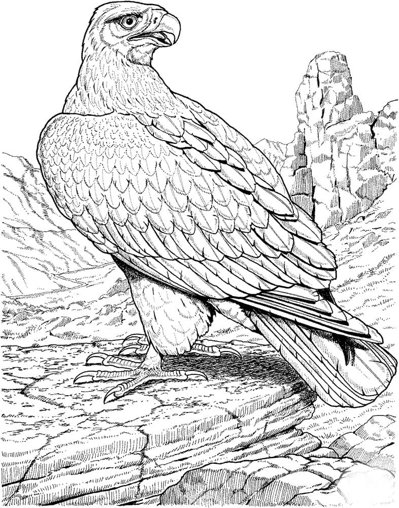 Раскраска беркут антистресс