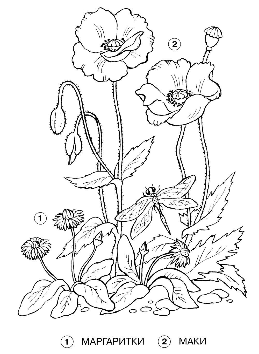 Маргаритки и Мак