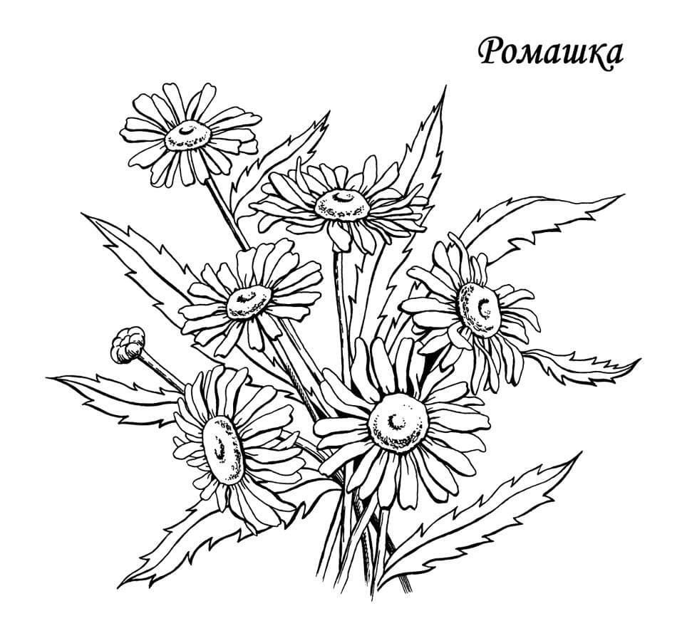 Ромашка раскраска