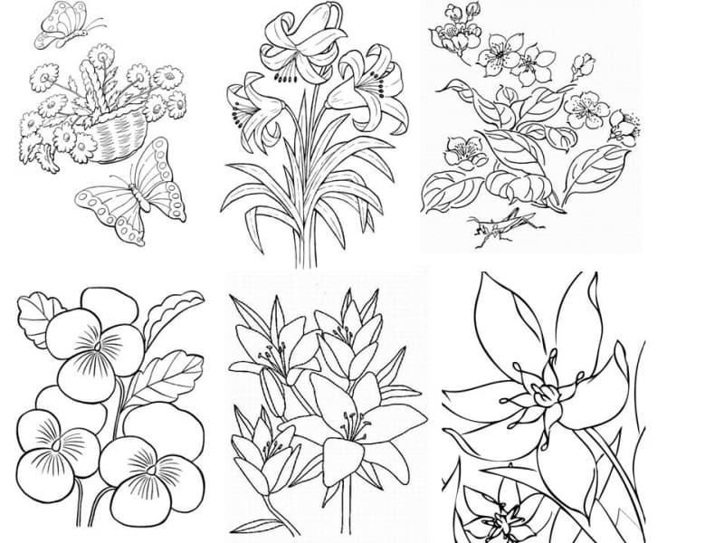 Виды цветов