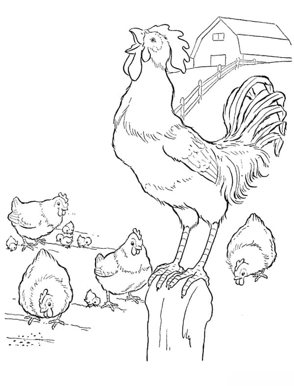 Петух и курицы
