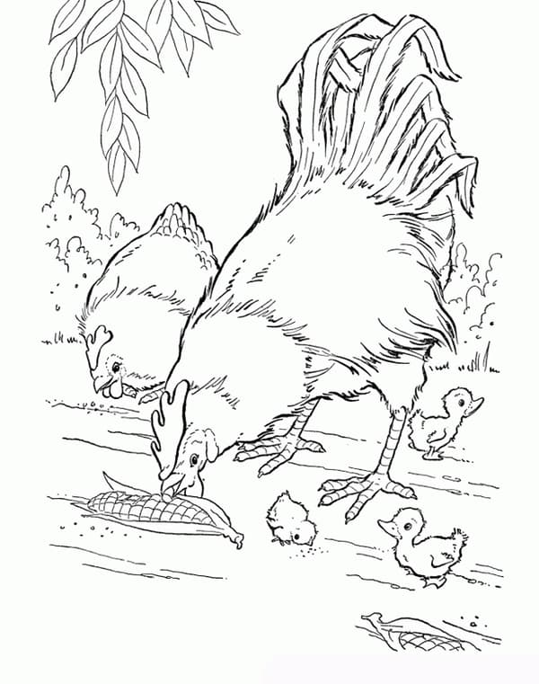 Петух с кукурузой