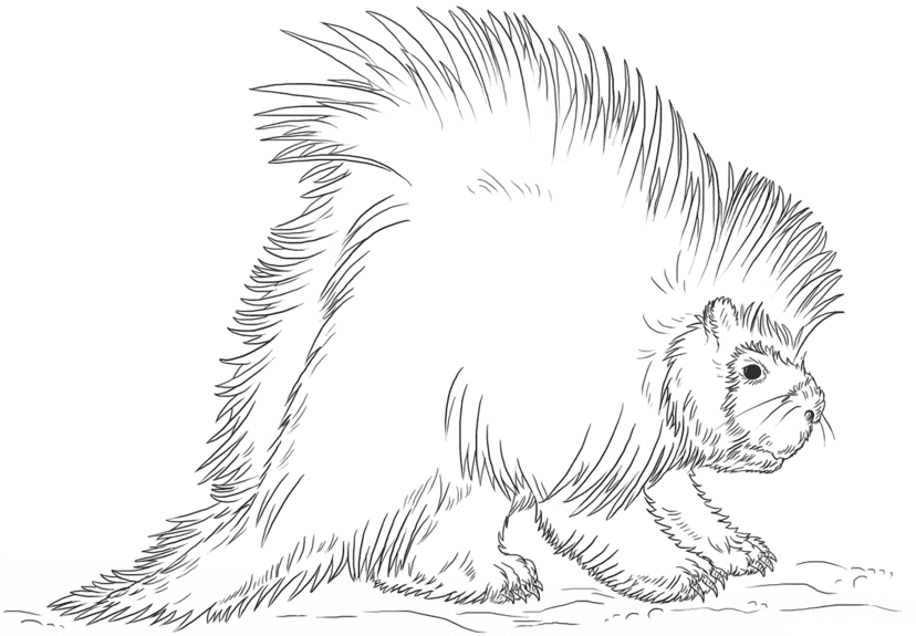 Дикобраз детская раскраска