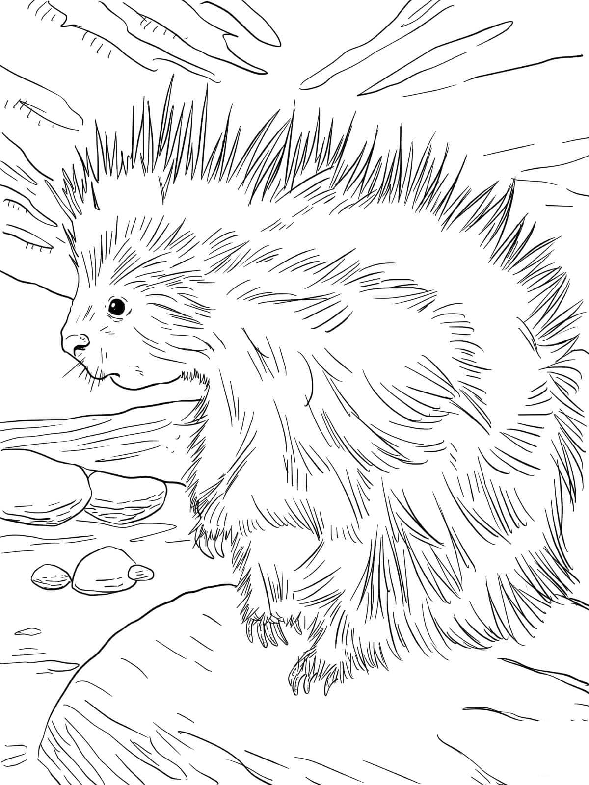 Дикобраз на камне