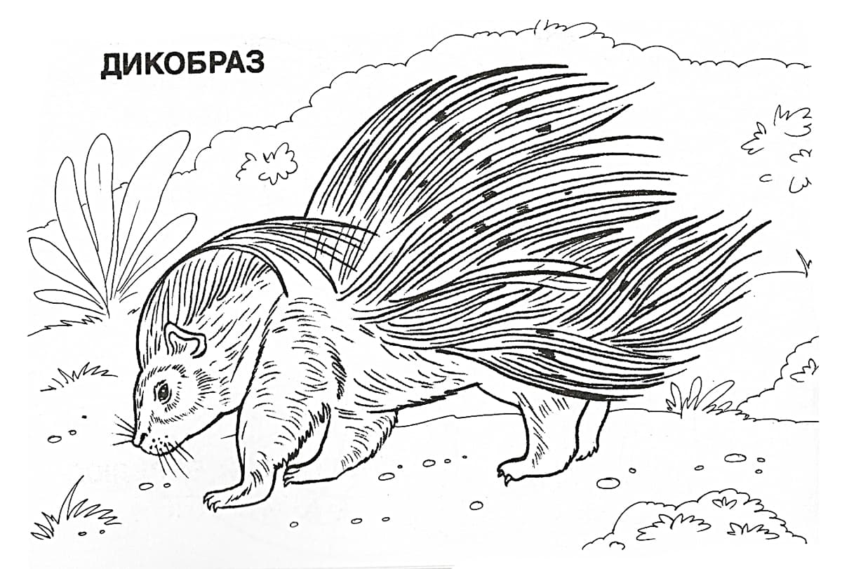 Дикобраз на природе