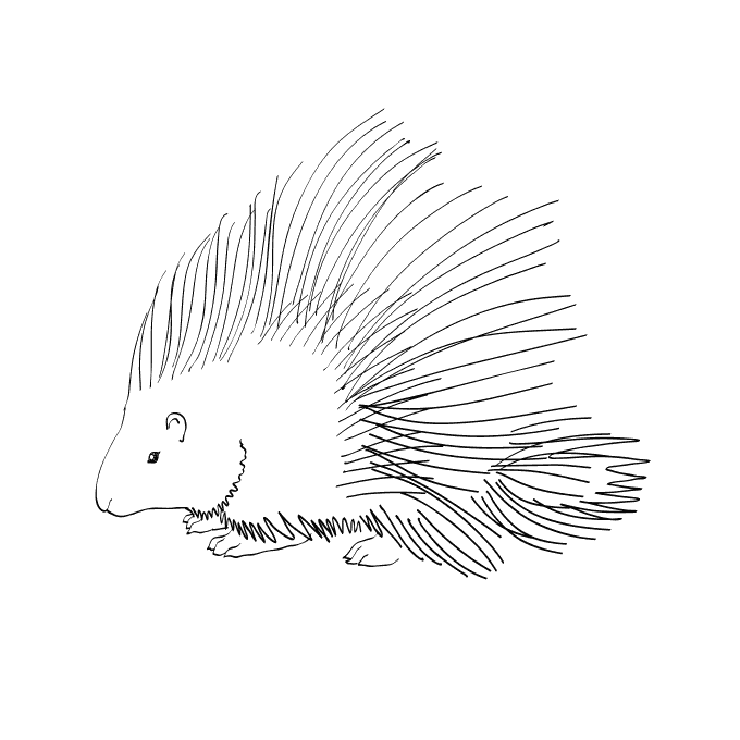 Дикобраз раскрыл колючки