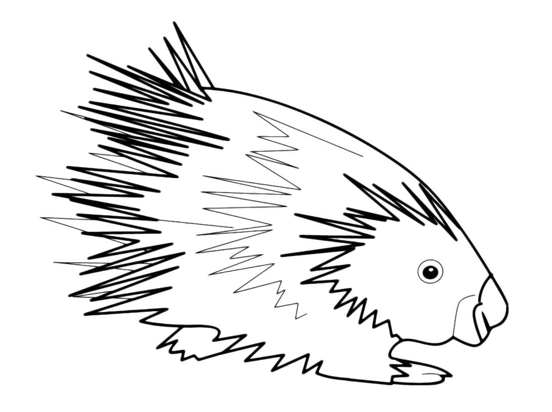 Маленький дикобраз раскраска