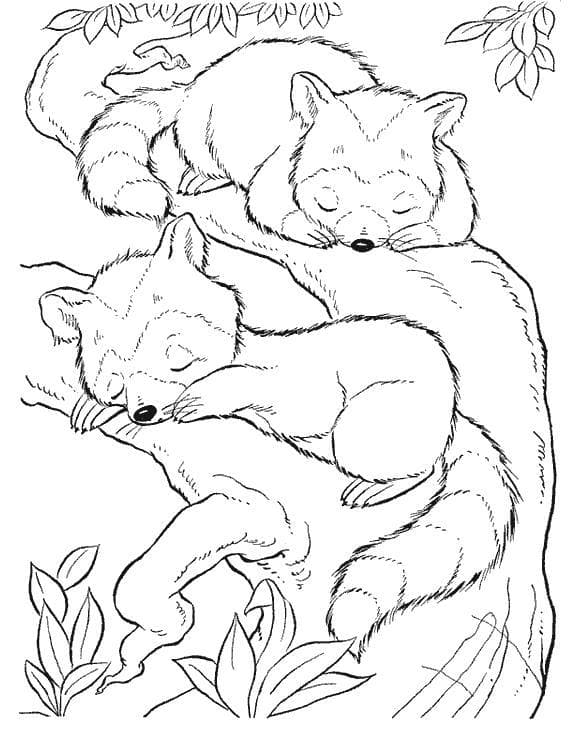 Еноты спят на дереве