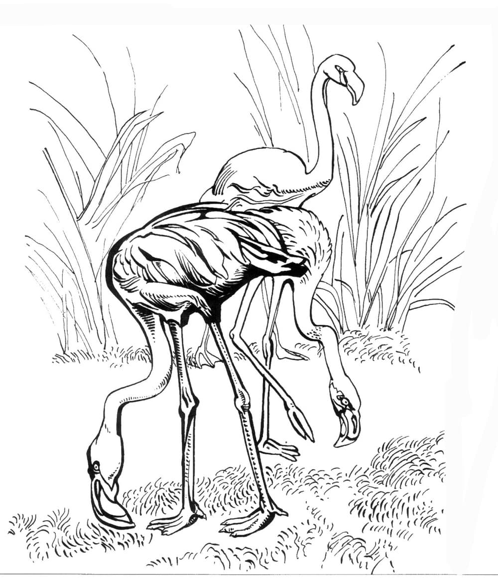 Фламинго кушают