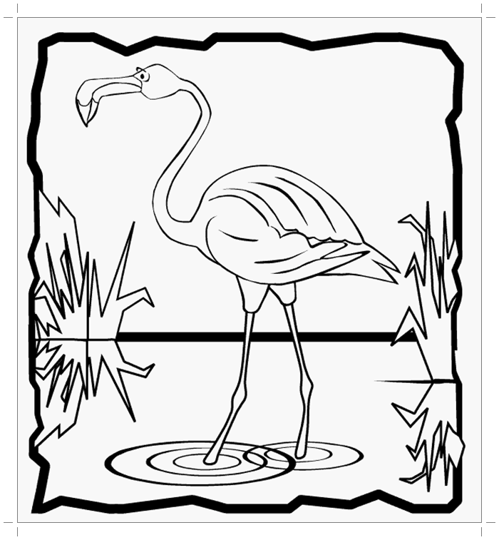 Фламинго в воде