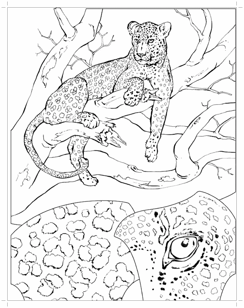 Гепард на дереве