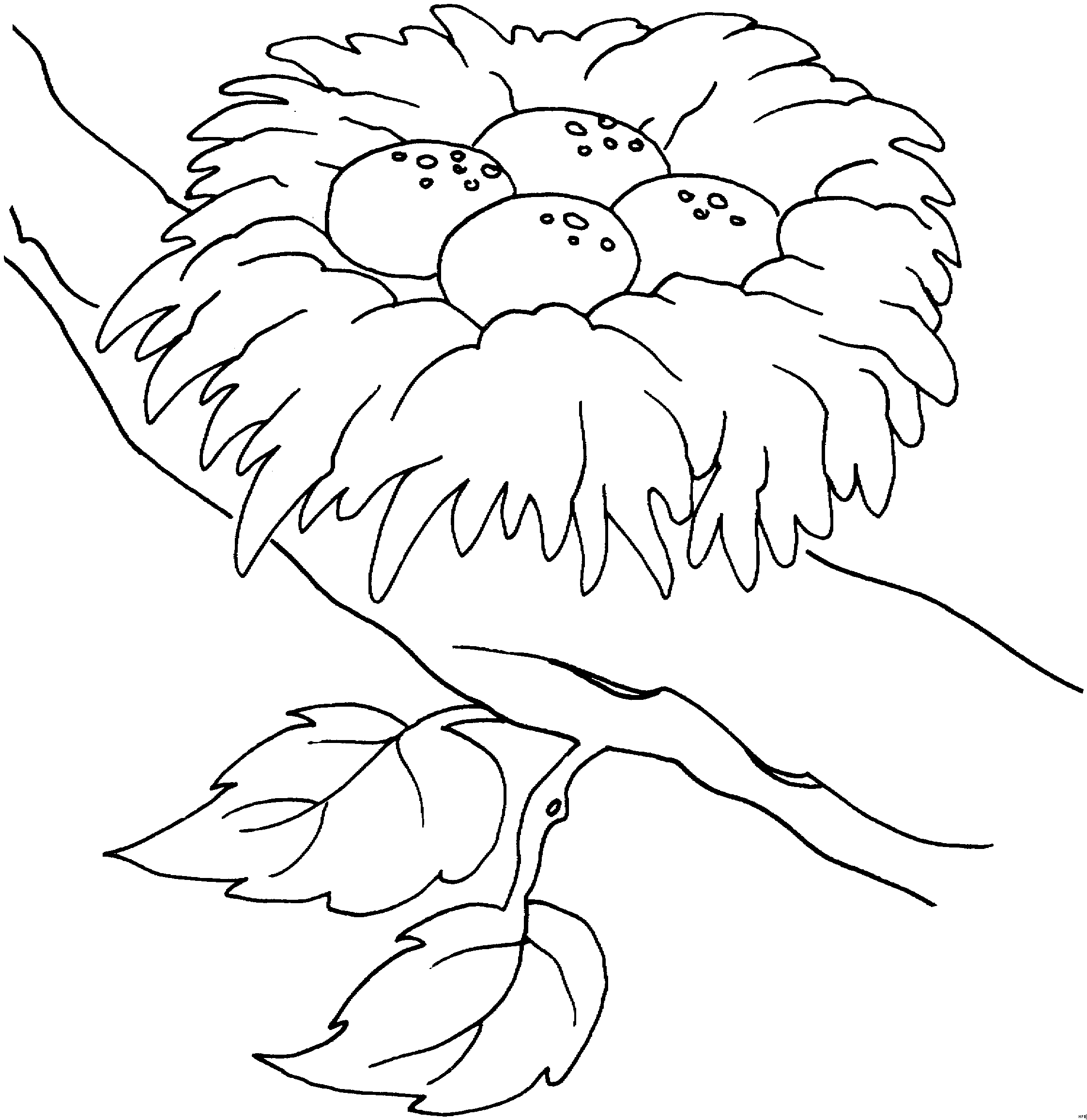 Гнездо с яйцами