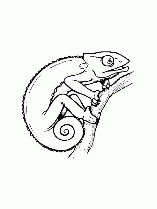 Хамелеон на ветке