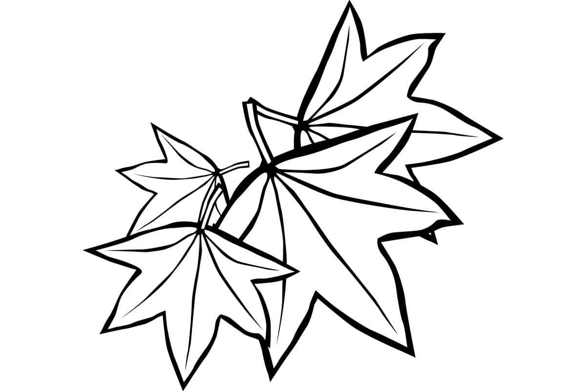 Детская раскраска кленовые листья