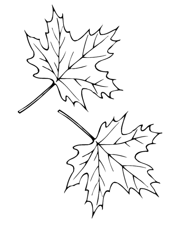 Кленовые листья