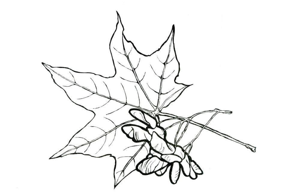 Лист клена и паук