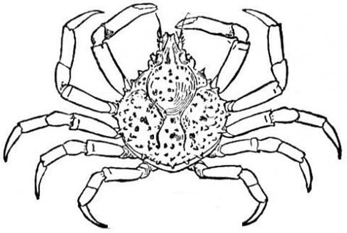 Краб раскраска для детей