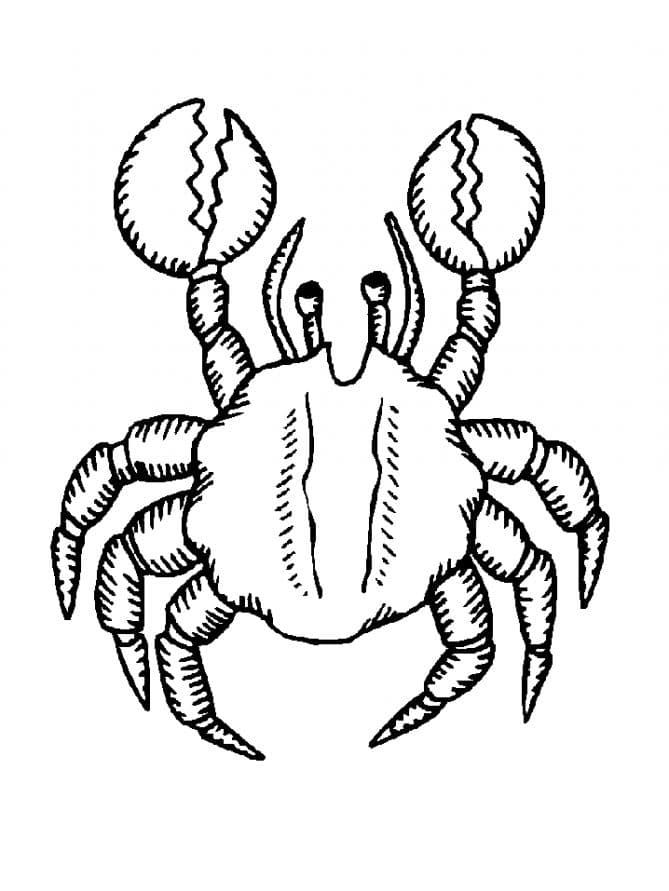 Краб с большими клешнями