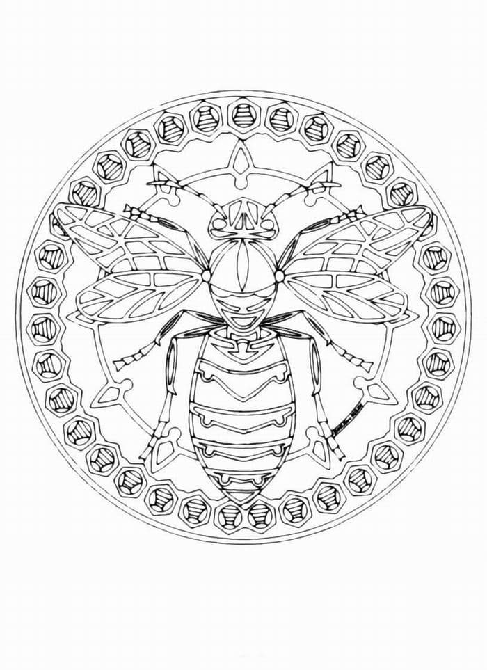 Круг с осой