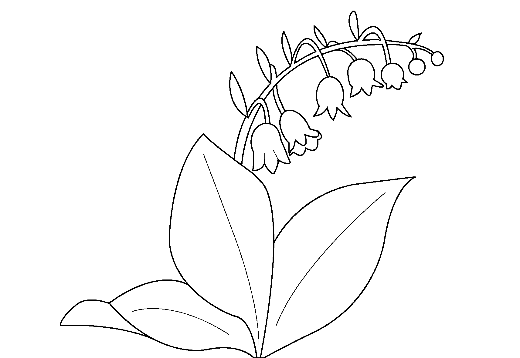 Ландыш и большие листья