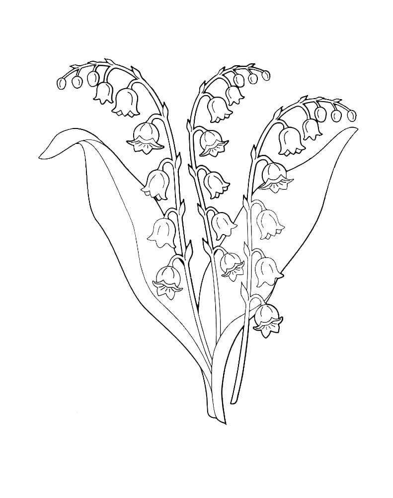 Раскраска для детей ландыш