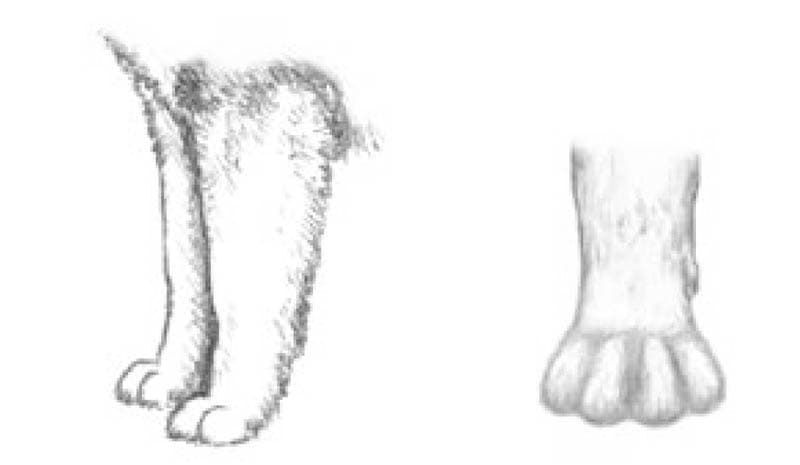 Детская раскраска лапы